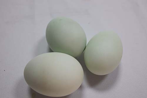 高雄市,蛋品,盒蛋,洗選蛋,土雞蛋,皮蛋,鹹鴨蛋